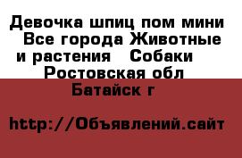 Девочка шпиц пом мини - Все города Животные и растения » Собаки   . Ростовская обл.,Батайск г.